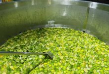 São Roque do Canaã desafia o próprio recorde e prepara caipirinha de 1.500 litros – Em Dia ES