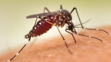 Super El Niño traz risco de calor extremo, seca e alta nos casos de dengue ao Espírito Santo – Em Dia ES