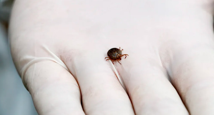 Boa Esperança registra morte por febre maculosa – Em Dia ES