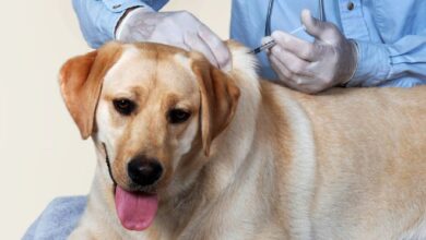 Brasil completa 10 anos sem raiva humana transmitida por cães e intensifica vacinação na fronteira – Em Dia ES