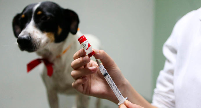 Cães e gatos podem ser vacinados contra a raiva neste sábado (29) em Linhares – Em Dia ES