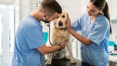 ES lança edital para criar o primeiro hospital veterinário público e gratuito do estado – Em Dia ES