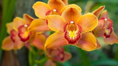 Tradicional Exposição de Orquídeas de Linhares acontece neste final de semana – Em Dia ES