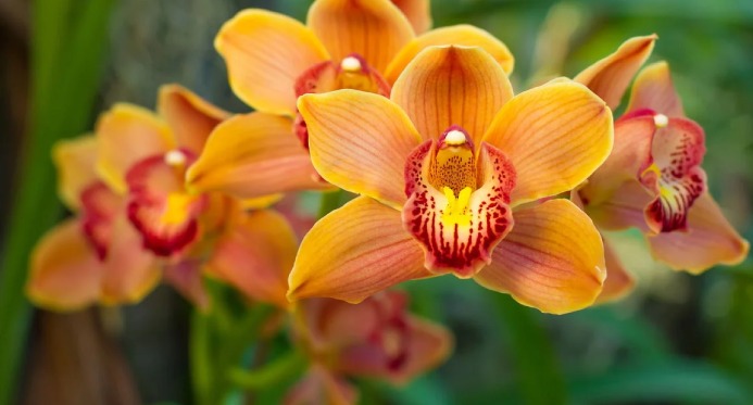 Tradicional Exposição de Orquídeas de Linhares acontece neste final de semana – Em Dia ES