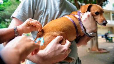 Vacinação contra a raiva atende cães e gatos neste sábado (10) em Linhares – Em Dia ES