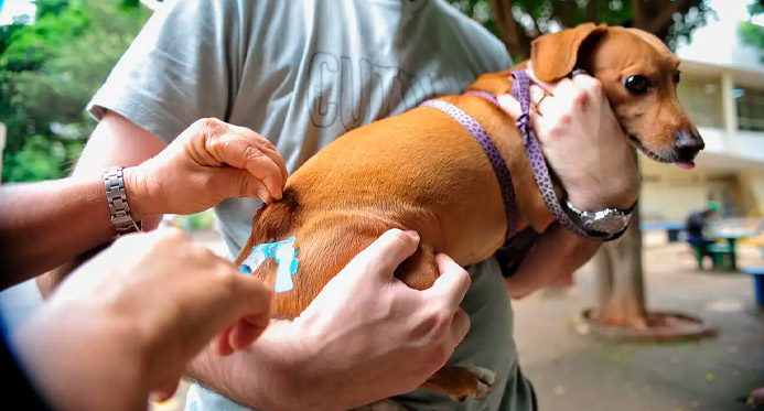 Vacinação contra a raiva atende cães e gatos neste sábado (10) em Linhares – Em Dia ES